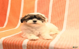 Havanese dogs for sale: Peggy - Image 3