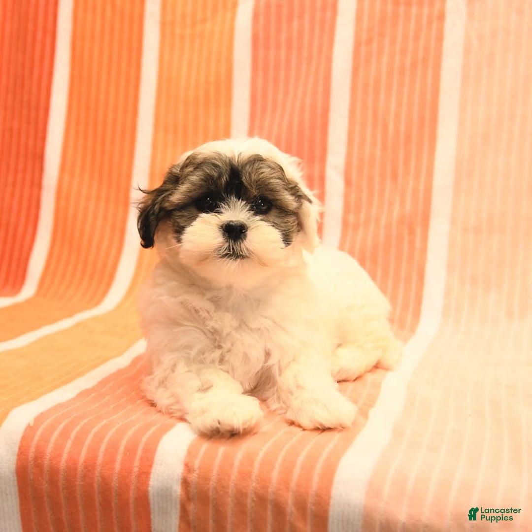 Havanese dogs for sale: Peggy - Image 3