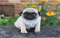 Pug dogs for sale: Benji - Image 2