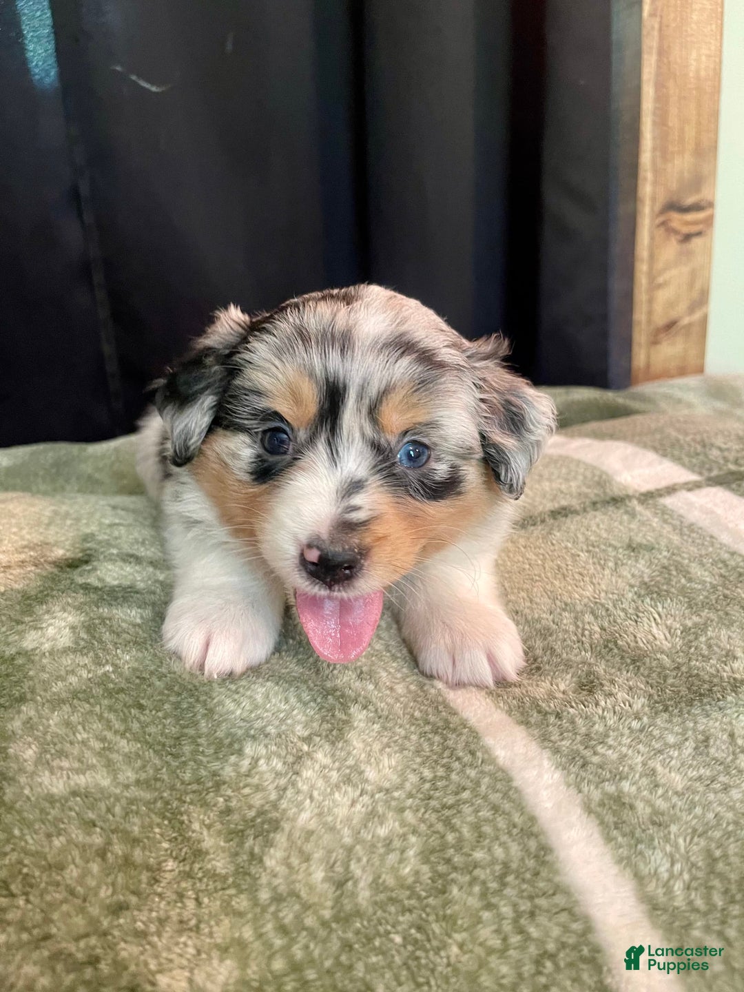 Australian Shepherd dogs for sale: Coral - Image 4