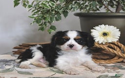 Cavalier King Charles Spaniel dogs for sale: Jack - Image 1