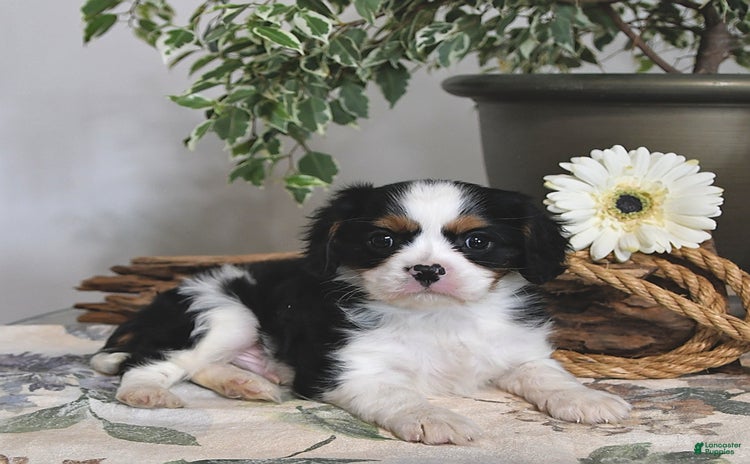 Cavalier King Charles Spaniel dogs for sale - Ad 2