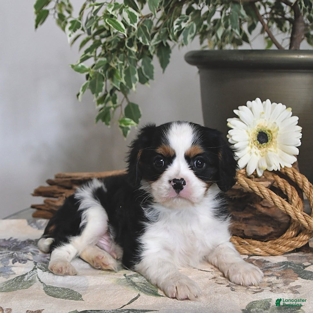 Cavalier King Charles Spaniel dogs for sale: Jack - Image 1