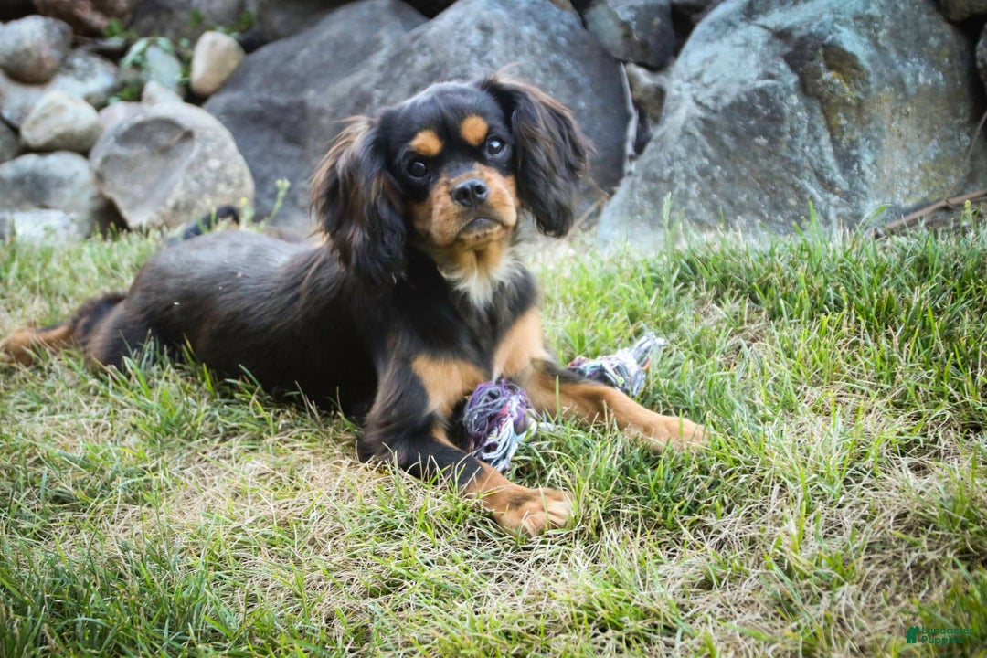 Cavalier King Charles Spaniel dogs for sale: Pluto - Image 21