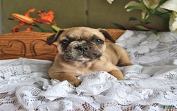 French Bulldog dogs for sale: Ralph - Image 3