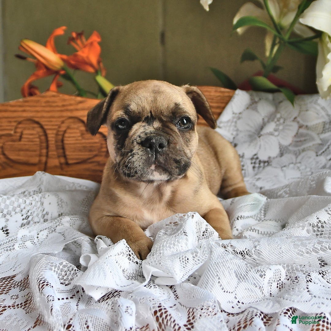 French Bulldog dogs for sale: Ralph - Image 3