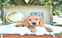 Golden Retriever dogs for sale: Abby - Image 18