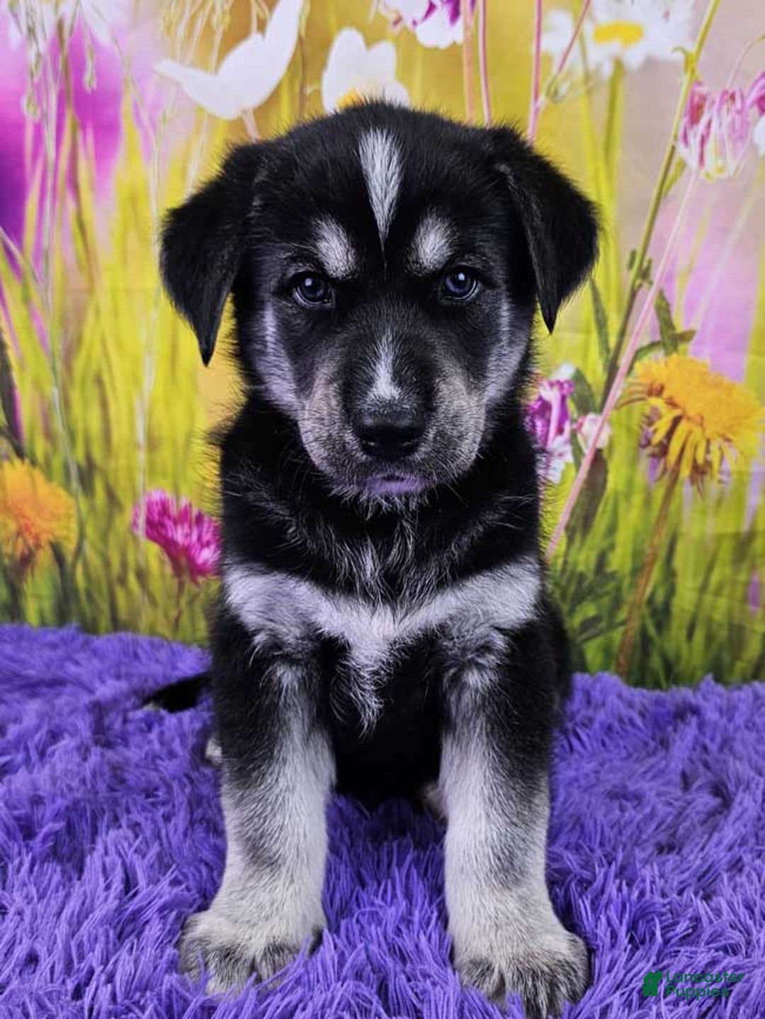 Goberian dogs for sale: Igor - Image 1