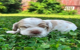 Cocker Spaniel dogs for sale: Tommy - Image 1