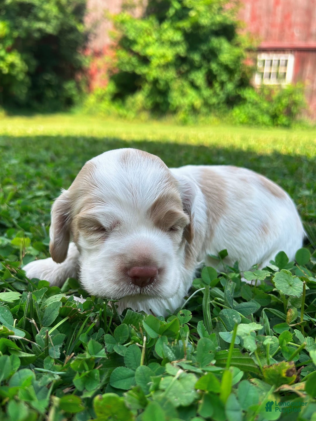 Cocker Spaniel dogs for sale: Tommy - Image 1