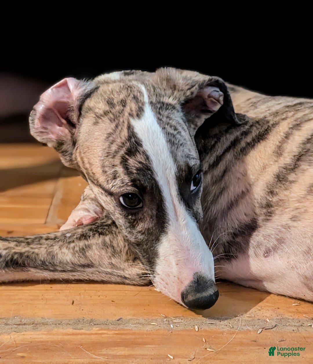 Whippet dogs for sale: Oscar - Image 8