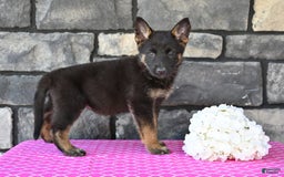 German Shepherd dogs for sale: German Shepherd 6 puppies - Image 2