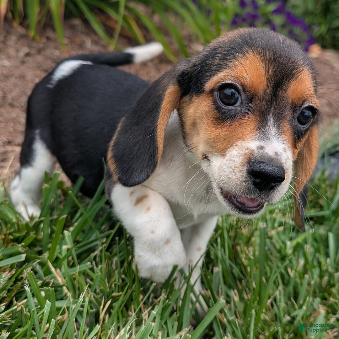 Beagle dogs for sale: Amarena - Image 6