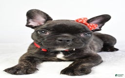 French Bulldog dogs for sale: Archie - Image 5