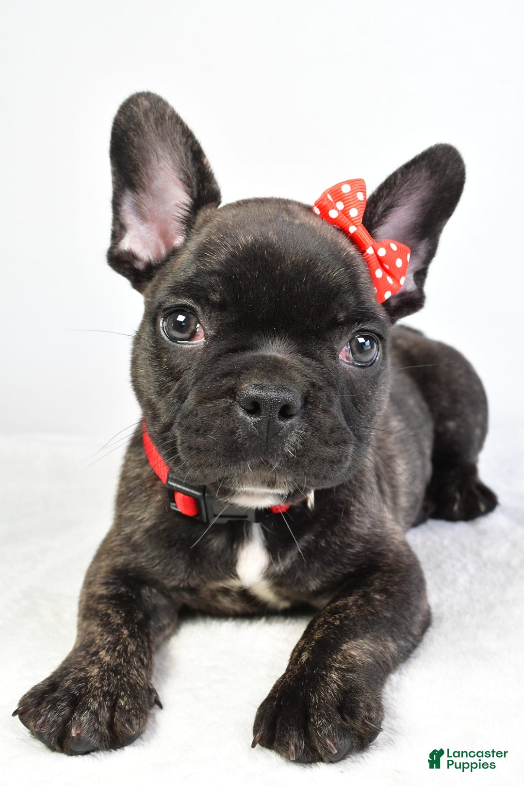 French Bulldog dogs for sale: Archie - Image 5
