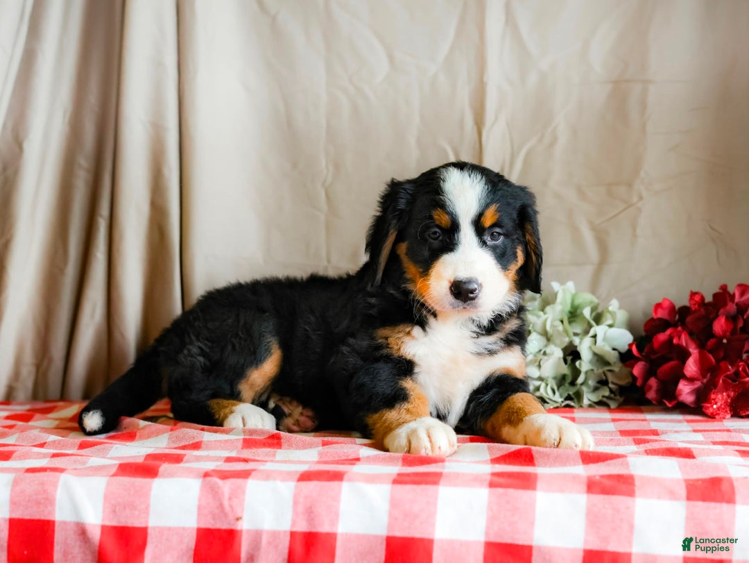 Bernese Mountain Dog dogs for sale: Lilac - Image 6