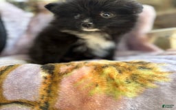Pomeranian dogs for sale: Fluffy - Image 13