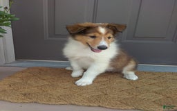 Collie dogs for sale: Debbie - Image 2