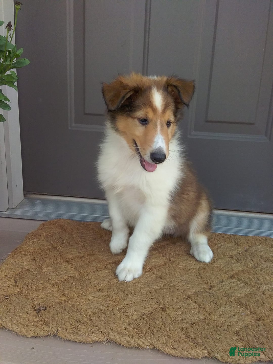 Collie dogs for sale: Debbie - Image 2