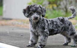 Havapoo dogs for sale: Poppy - Image 15