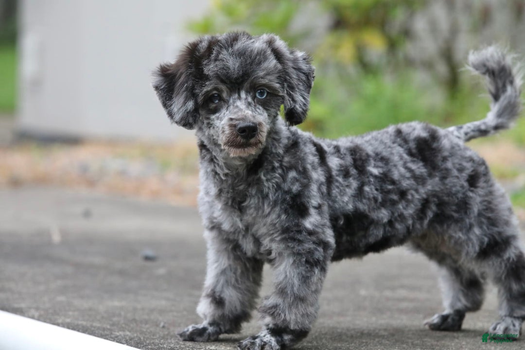 Havapoo dogs for sale: Poppy - Image 15