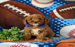 Mini Goldendoodle dogs for sale: Hamilton Hypoallergenic - Image 2