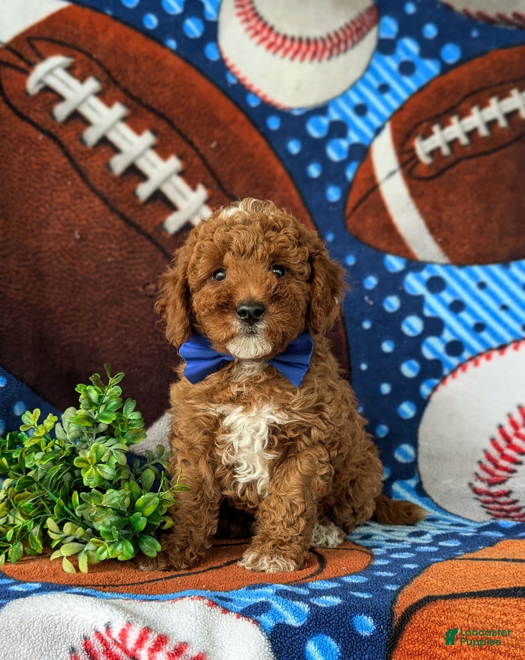 Mini Goldendoodle dogs for sale: Hamilton Hypoallergenic - Image 2