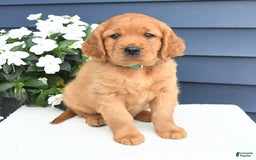 Miniature Golden Retriever dogs for sale: Kent - Image 3