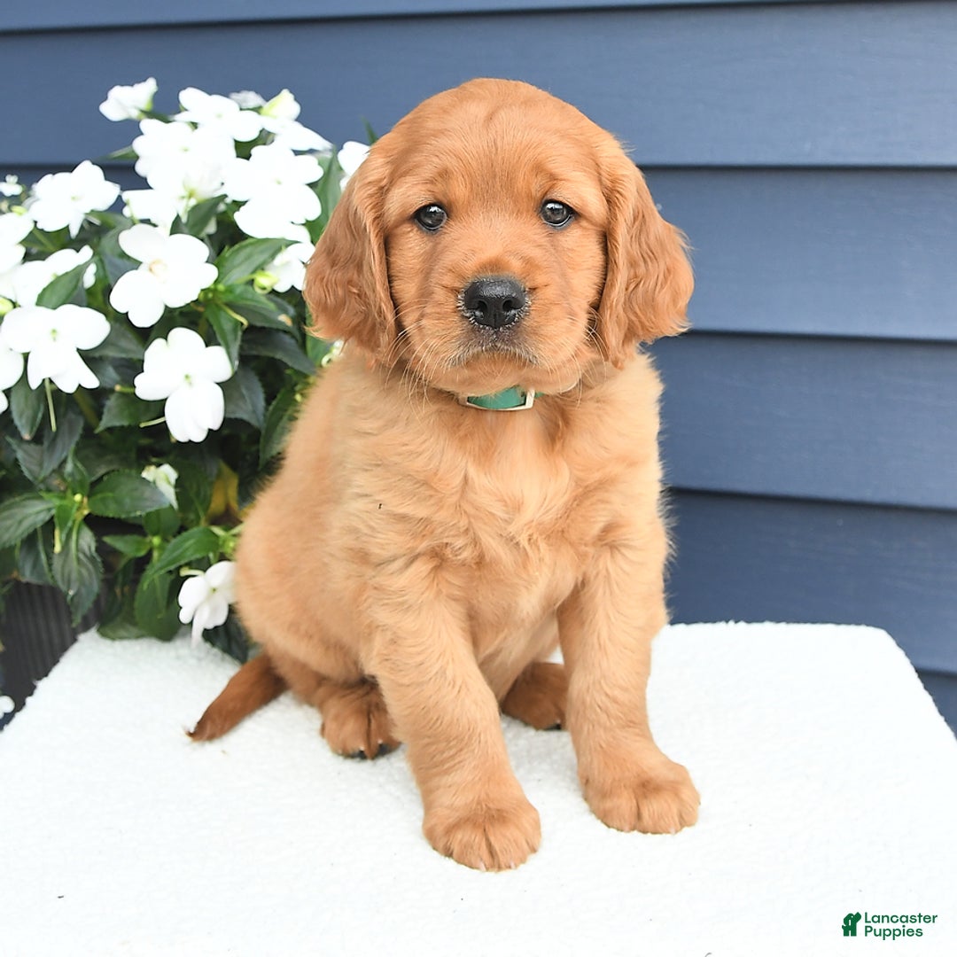 Miniature Golden Retriever dogs for sale: Kent - Image 3