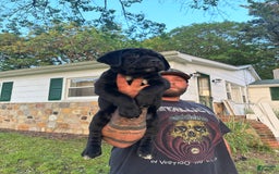 Cane Corso dogs for sale: Clover - Image 1