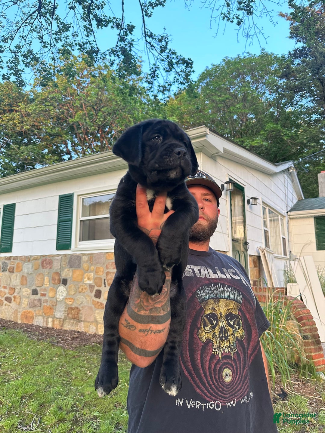 Cane Corso dogs for sale: Clover - Image 1