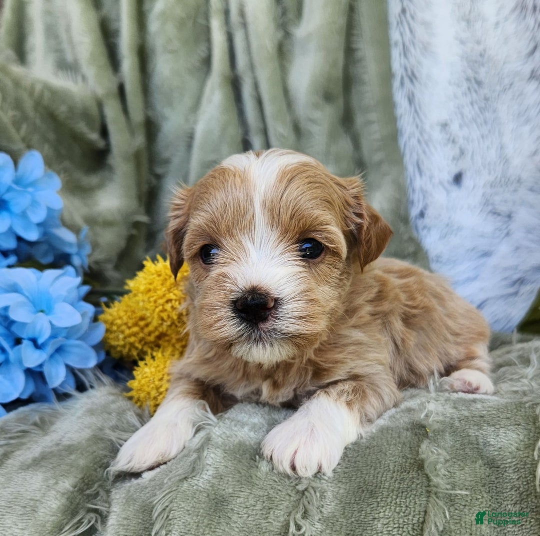 Shihpoo dogs for sale: Aspen - Image 13