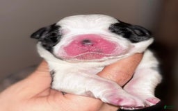 Saint Bernard dogs for sale: Rose - Image 1