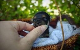 Morkie dogs for sale: "teacup" Cricket - Image 18