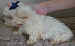 Maltipoo dogs for sale: Beans - Image 15