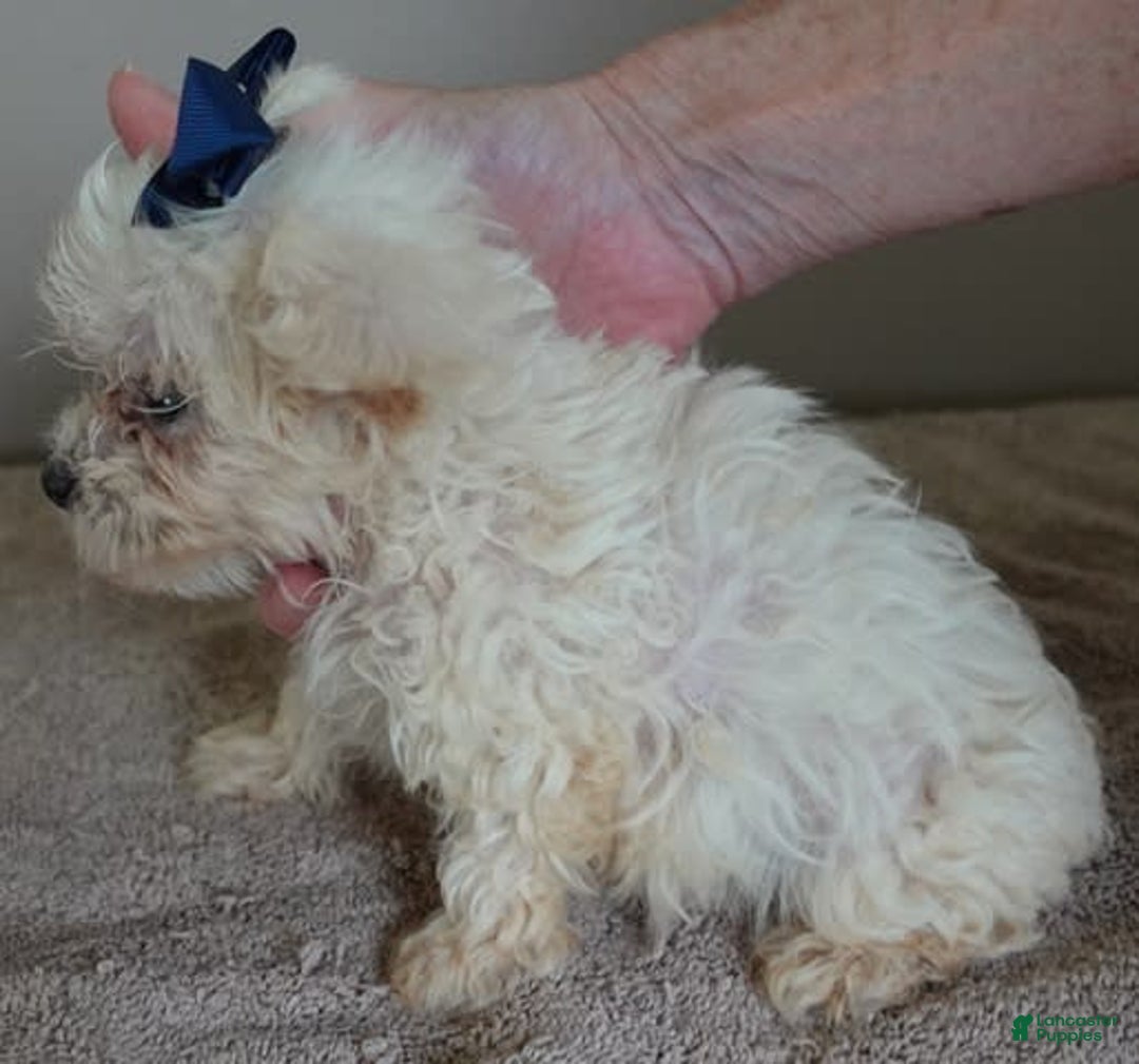 Maltipoo dogs for sale: Beans - Image 15