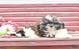 Shih Tzu dogs for sale: Charlotte - Image 3