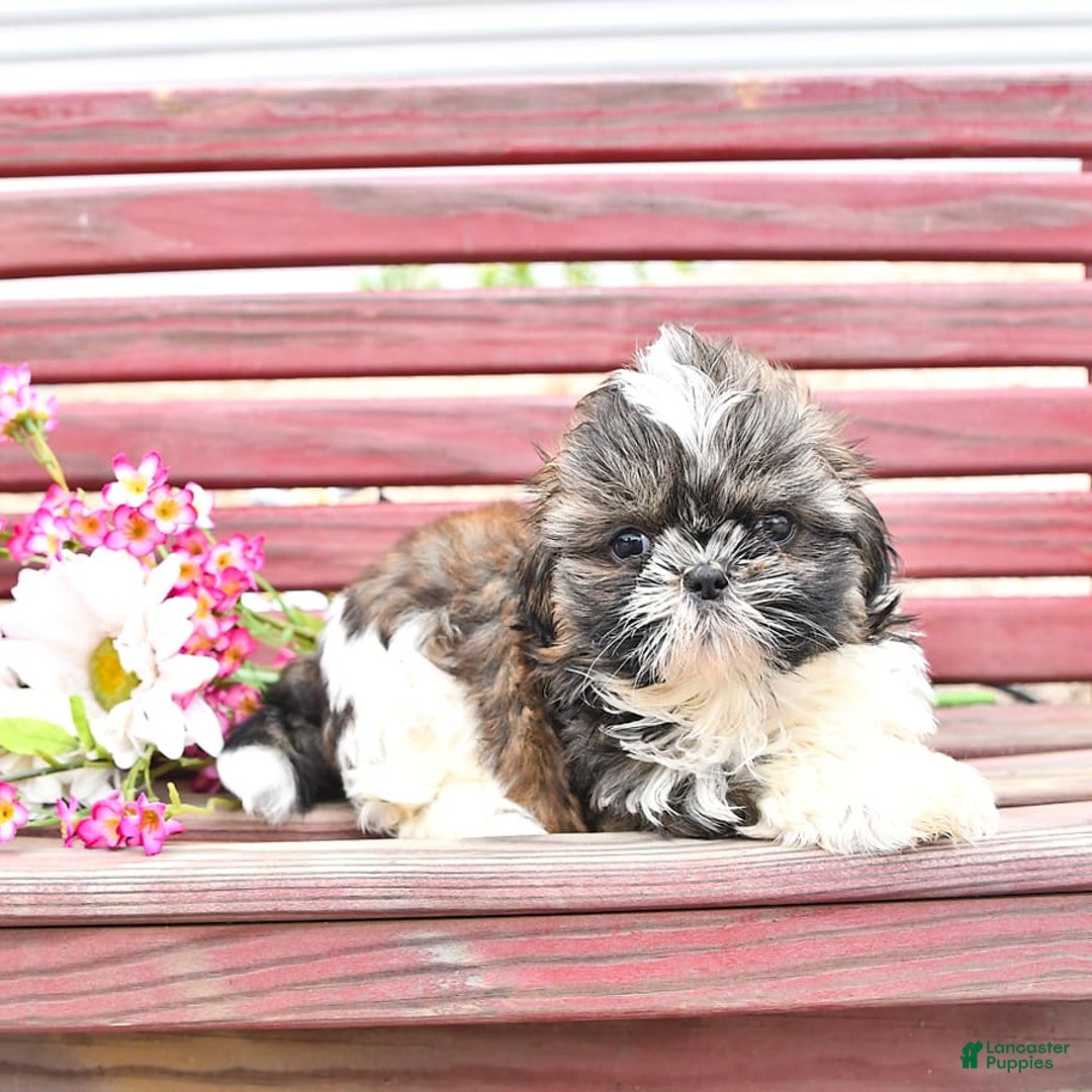 Shih Tzu dogs for sale: Charlotte - Image 3