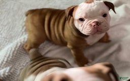 Olde English Bulldogge dogs for sale: Dot - Image 3