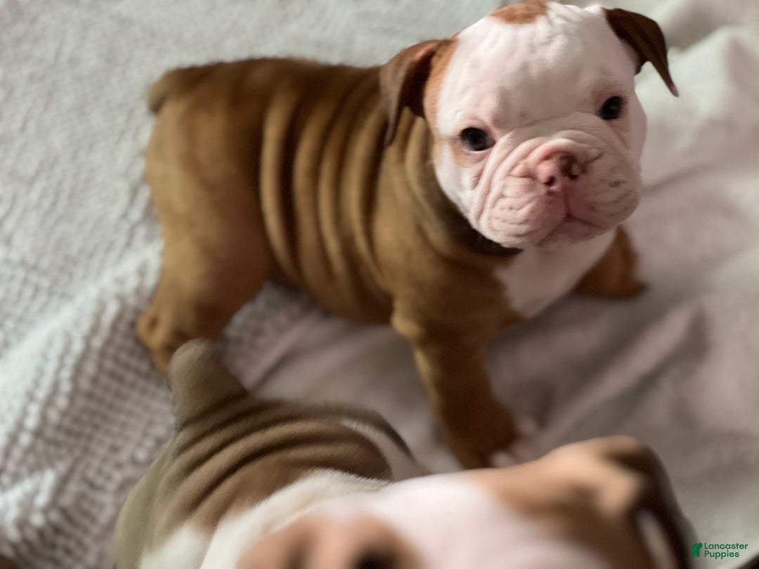 Olde English Bulldogge dogs for sale: Dot - Image 3