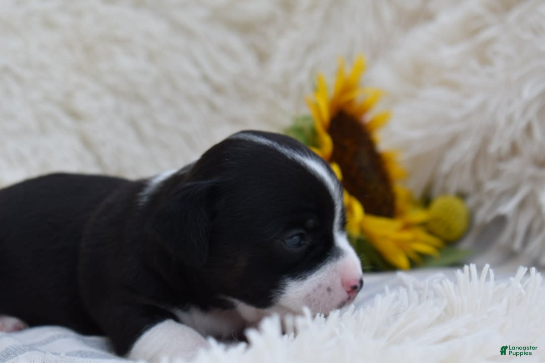 Chihuahua dogs for sale: Nord - Image 3