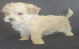 Cavalier King Charles Spaniel dogs for sale: Petey - Image 2
