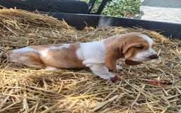 Basset Hound dogs for sale: Molly - Image 2
