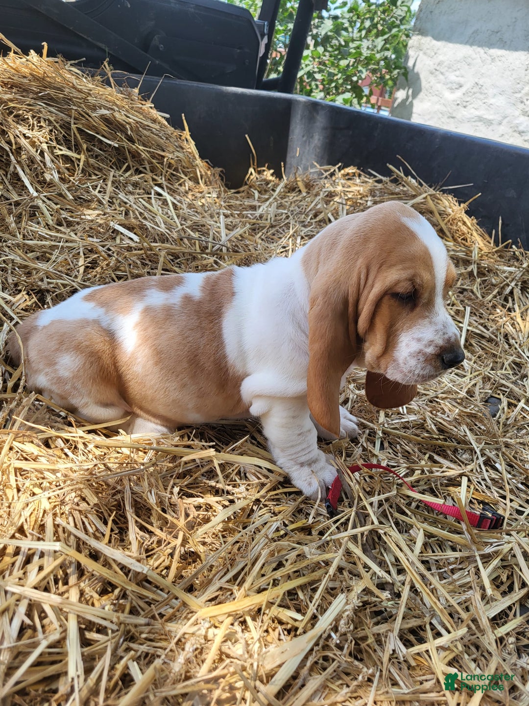Basset Hound dogs for sale: Molly - Image 2