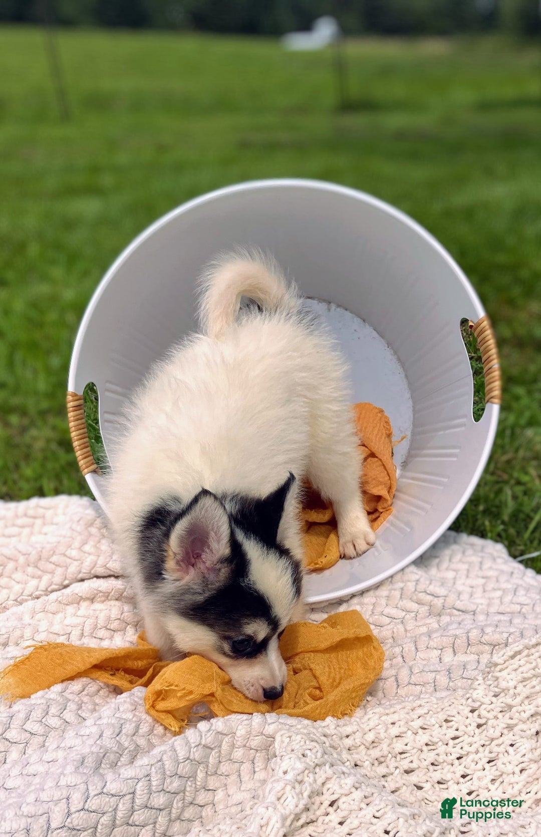 Pomsky dogs for sale: Sweet Girlie - Image 6