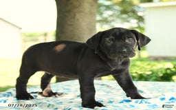 Cane Corso dogs for sale: Hadassah - Image 3