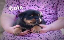 Rottweiler dogs for sale: Cole - Image 8