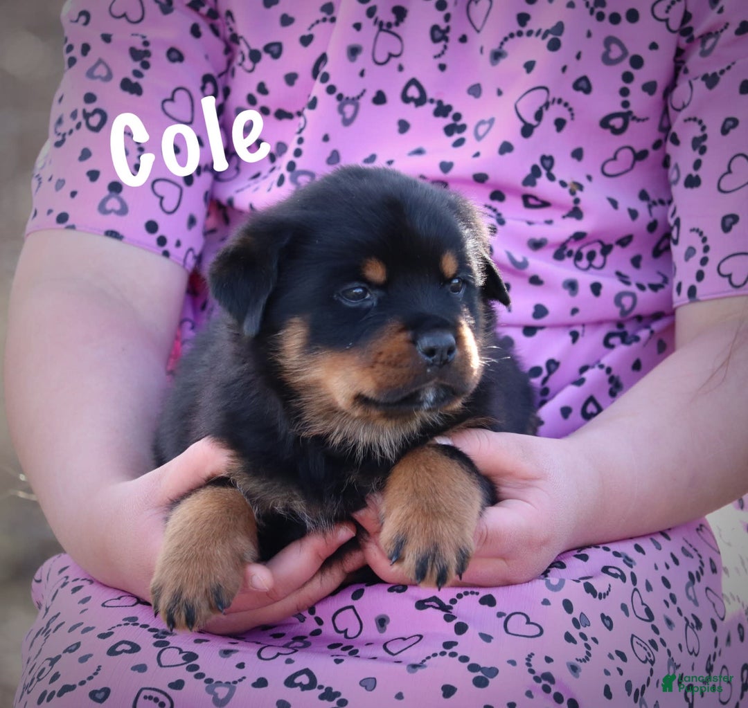 Rottweiler dogs for sale: Cole - Image 8