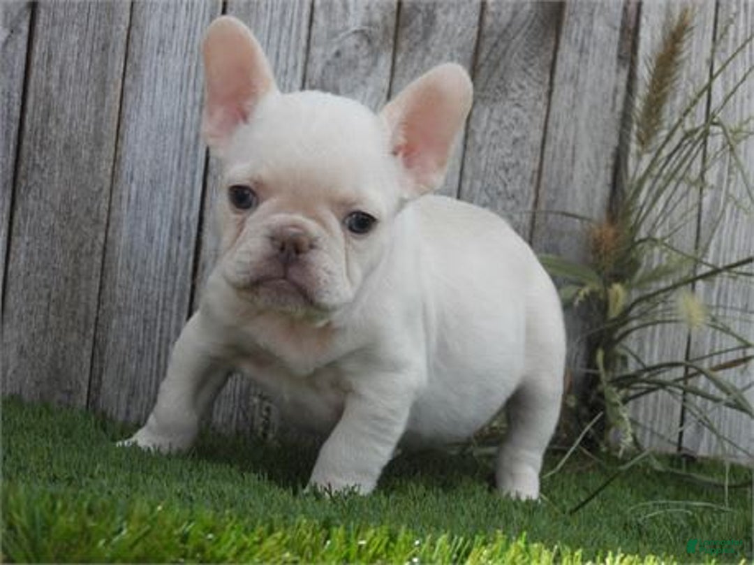 French Bulldog dogs for sale: Mini White - Image 3