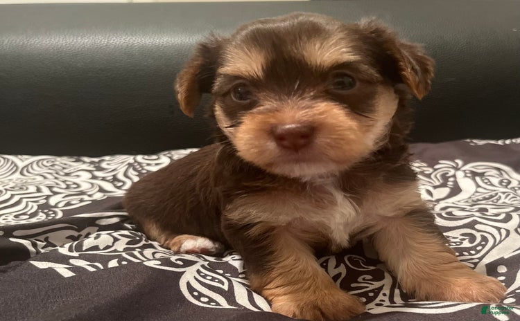 Yorkiepoo dogs for sale - Ad 1